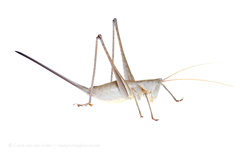 <!--Tettiigoniinae, Unidentified Shield-backed katydid-->